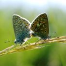 The Mating