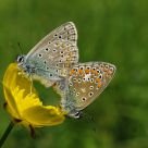 The Mating