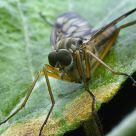 On the leaf