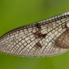 Ephemera wing