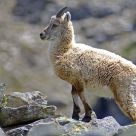 baby ibex