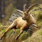 Ibex