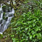 pretty waterfall in the rain