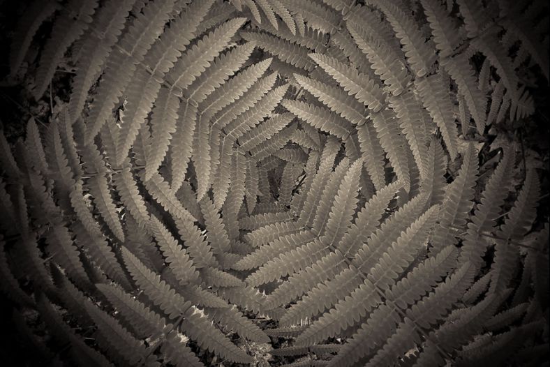 Fern pattern