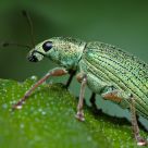 Green on green