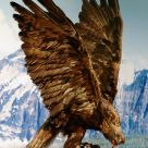 eagle