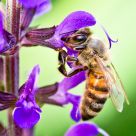Bee Feeding