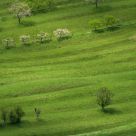 Springfield