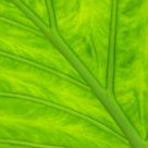 Green Vein