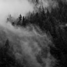 Misty Tree Tops
