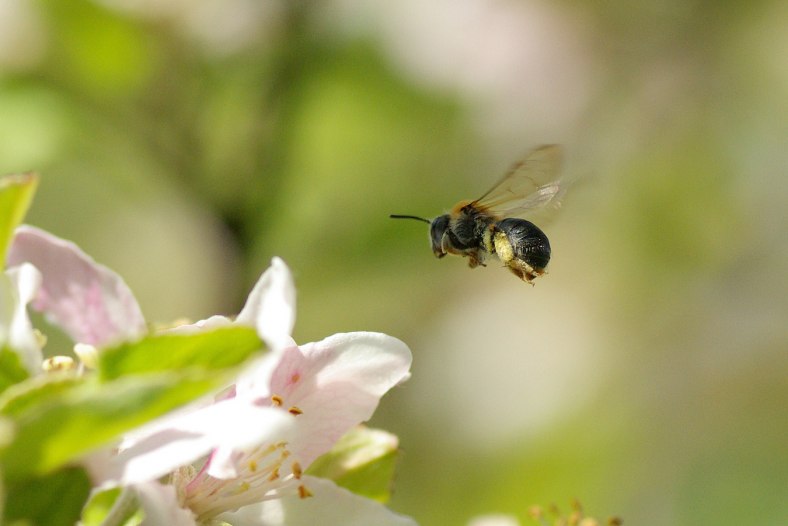 andrena haemorrhoa - in flight