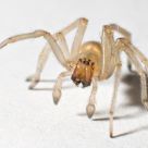 Waving Spider