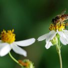 The bee