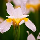 White Iris
