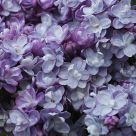 all the shades of lilac