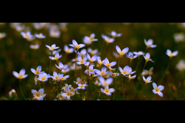 Bluets