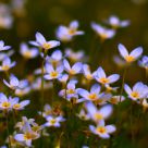 Bluets