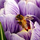 Queen Bee