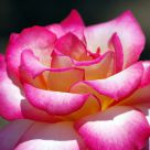 Rose - Single