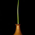 seed