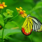 butterfly