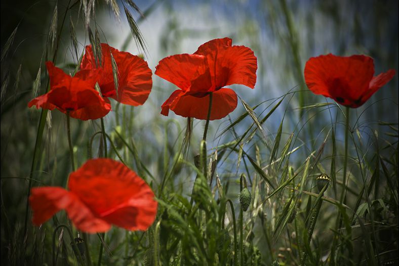 Poppies