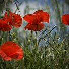 Poppies