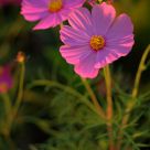 Night Flowers