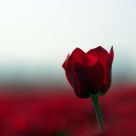 Red Tulip