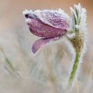 Pulsatilla vulgaris