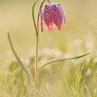 Fritillaria meleagris