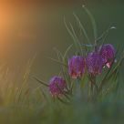Fritillaria meleagris
