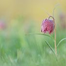 Fritillaria meleagris