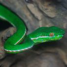 Poisonous Snake