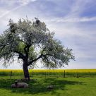 Sheeps under a tree