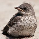 Mockingbird Chick