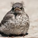 Bad Hair Day