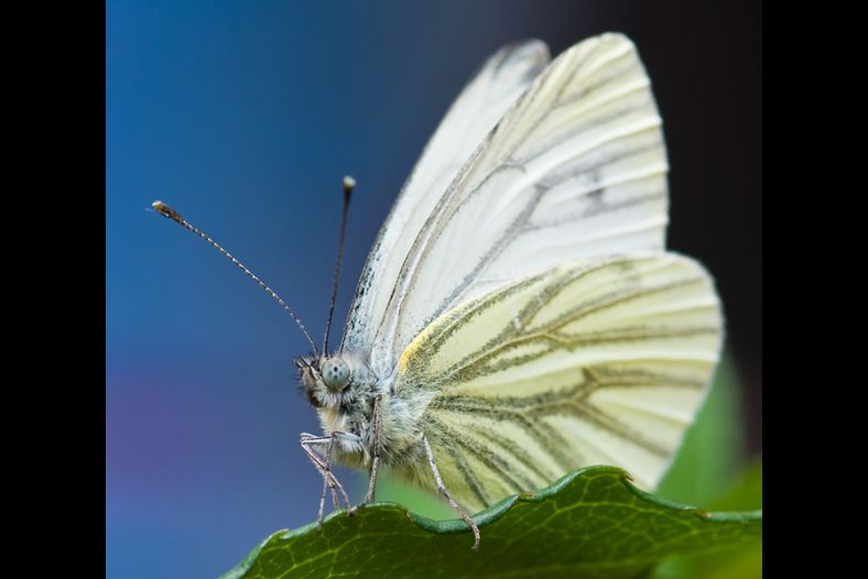 Green-veined White