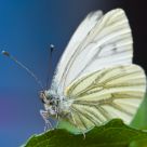 Green-veined White