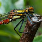 damselfly