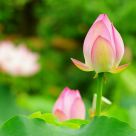 lotus flower