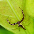 Little Spider
