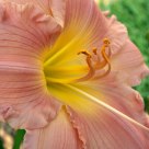 Ruffles and Ridges