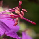 Geranium macrorrhizum