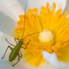 Miniature Grasshopper on cistus flower