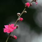 Peach Blossom