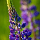 Maine Lupine