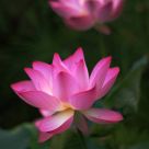 lotus