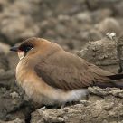 Oriental Pratincole