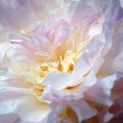 Peony  in Pastel and White